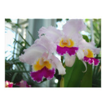 Härlig Cattleya Orchid Personliga Inbjudningskort