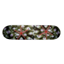 Härlig härlig sjöstjärna skate board