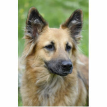 Härlig hund photo cutouts