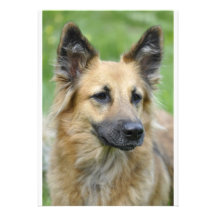 Härlig hund skräddarsydda inbjudan