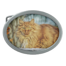 Härlig katt