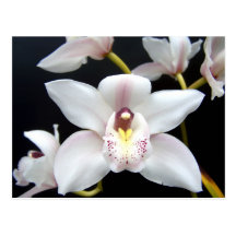 Härlig Orchid Vykort