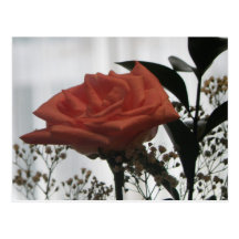Härlig rosa vykort