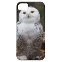 Härlig snöig uggla för gulliga fodral för iPhone 5 iPhone 5 Fodraler