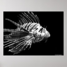 Härlig svartvit Lionfish Affischer