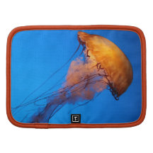 Härlig svartvit Lionfish Organizers