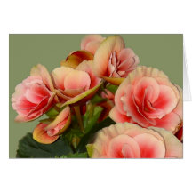 Härliga Begonias Hälsningskort