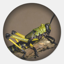Härliga fjärilsfotoklistermärkear 1