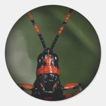 Härliga fjärilsfotoklistermärkear 1