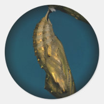 Härliga fjärilsfotoklistermärkear 1