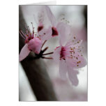 Härliga körsbärsröda blommarblommor hälsnings kort