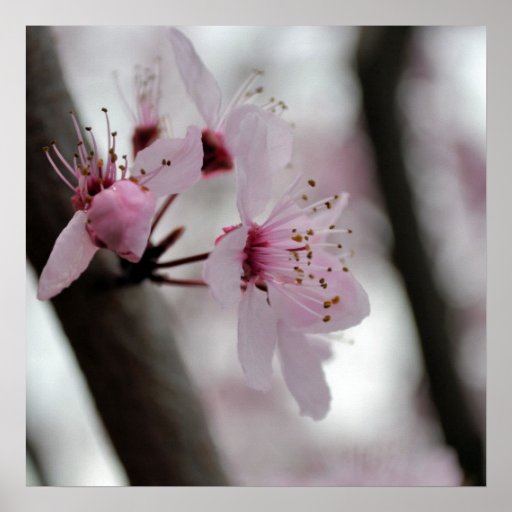Härliga körsbärsröda blommarblommor print