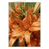 Härliga orangeblommor kort