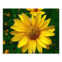 Härligt gult tryck för blomma 10x8 fototryck