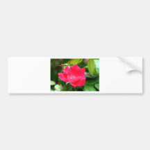 Härligt rosa rosvänskapkort bildekaler