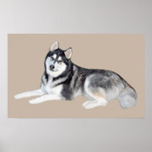 Härligt tryck för siberian husky posters
