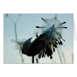 HarMilkweed? Hälsningskort