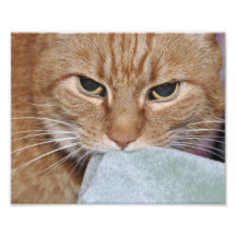 Harry den ljust rödbrun katten fotografiskt tryck