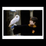 Harry och Hedwig 3 affischer