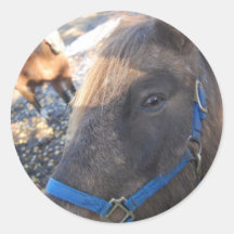 Häst Lookin på dig, unge Klistermärke