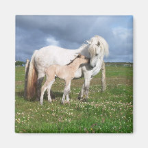 Häst med henne baby kylskåps magneter