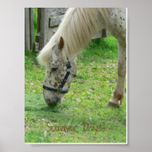 Hästaffisch
