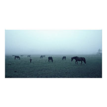 Hästar i dimma fotokort