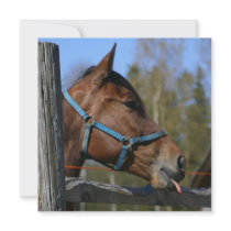 Hästinbjudan