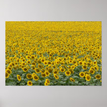 Hav av solrosor posters