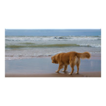 Hav för Retriever för Nova Scotia anka försiktigt  Anpassingsbara Fotokort