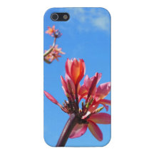 Hawaiansk Frangipani