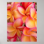 Hawaiansk Frangipani Affisch