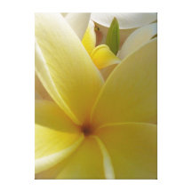 Hawaiansk Frangipani Sträckta Canvas Tryck