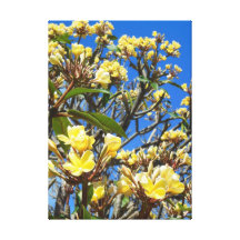 Hawaiansk Frangipani Canvasdukar Med Gallerikvalitet