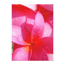 Hawaiansk Frangipani Sträckt Kanvastryck