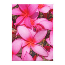 Hawaiansk Frangipani Canvasdukar Med Gallerikvalitet