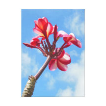 Hawaiansk Frangipani Canvasdukar Med Gallerikvalitet