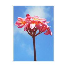 Hawaiansk Frangipani Canvasduk Med Gallerikvalitet