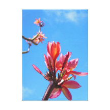 Hawaiansk Frangipani Kanvastryck