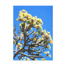 Hawaiansk Frangipani Sträckt Kanvastryck