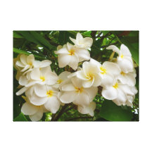 Hawaiansk Frangipani Sträckt Kanvastryck
