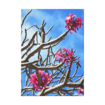 Hawaiansk Frangipani Sträckta Canvas Tryck