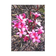 Hawaiansk Frangipani Sträckta Kanvas Tryck