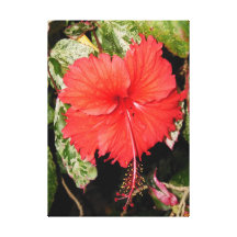 Hawaiansk hibiskus sträckta kanvas tryck