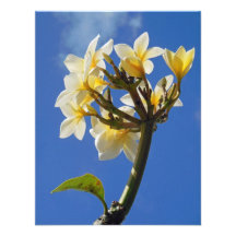 Hawaiansk Plumeria Anpassade Inbjudan