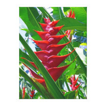 Hawaianska Heliconia Sträckta Kanvas Tryck