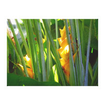 Hawaianska Heliconia Canvasdukar Med Gallerikvalitet