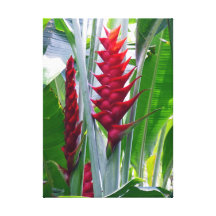 Hawaianska Heliconia Kanvasduk Med Gallerikvalitet