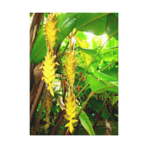 Hawaianska Heliconia Sträckt Canvastryck