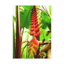 Hawaianska Heliconia Sträckt Canvastryck